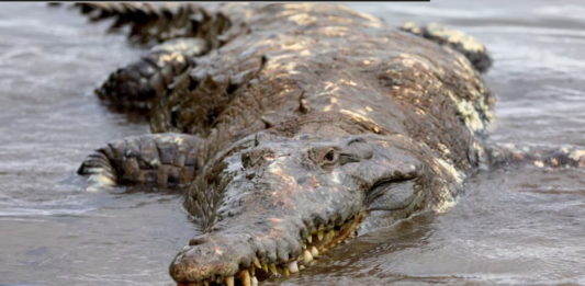 Cocodrilos en Panamá