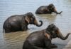 Cinco elefantes llegan a India flotando