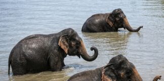Cinco elefantes llegan a India flotando