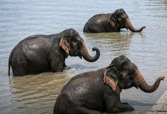 Cinco elefantes llegan a India flotando Cinco elefantes llegan a India flotando