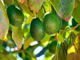 Conoce aquí para qué son las hojas de aguacate Beneficios de la hoja de aguacate