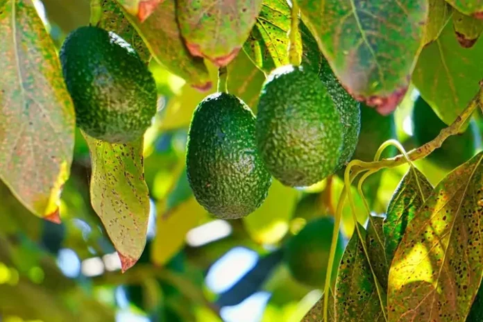 Pocas personas conocen estos beneficios de la hoja de aguacate Beneficios de la hoja de aguacate