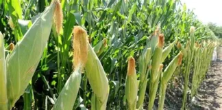 Plan Agroalimentario Comunal avanza hacia la meta de 22 mil hectáreas de maíz