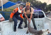 La migración de la fauna