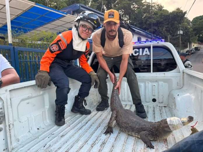 Sismos La migración de la fauna