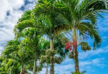 Ciudad Botánica | La Palma de Navidad, reina indiscutible del paisajismo urbano
