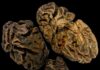 Un misterio: Cerebros humanos que han sobrevivido más de 12 mil años El misterio del cerebro humano