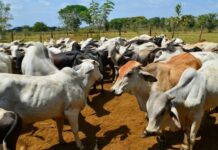 Plan maestro para sector agropecuario
