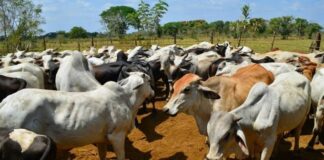 Plan maestro para sector agropecuario