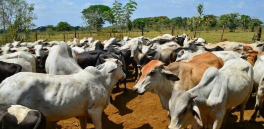 Plan maestro para sector agropecuario