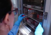 Diseñan «tijeras moleculares» que frenan el VIH en células