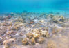 Científicas venezolanas evalúan impacto de coral invasor en Mochima Coral invasor en Mochima