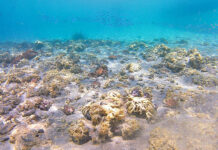 Científicas venezolanas evalúan impacto de coral invasor en Mochima Coral invasor en Mochima