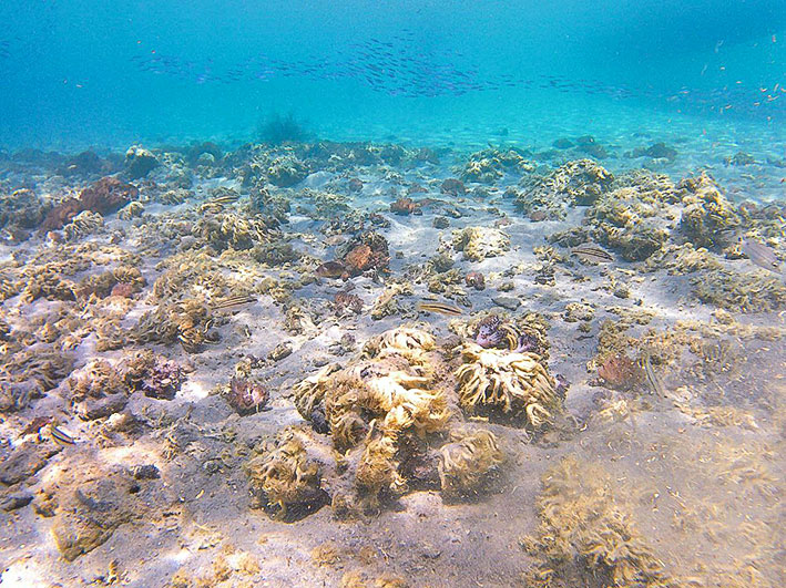 Coral invasor en Mochima Coral invasor en Mochima