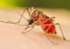 Promueven lucha contra el mosquito propagador del dengue