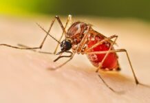 Guía Salud | Día Mundial contra el Dengue: claves para prevenir la propagación del mosquito Promueven lucha contra el mosquito propagador del dengue