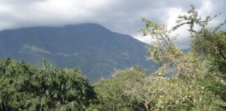 parque-del-este-caracas-dos hermanas-Carmen Pacheco