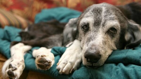 Moquillo Canino
