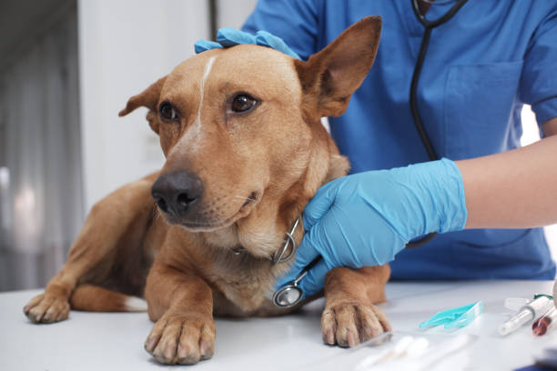 The veterinarian doctor treating, checking on dog at vet clinic. Moquillo canino c