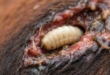 Ciudad Mascota | Qué es el gusano barrenador, el parásito que come «carne viva» y podría afectar a tu perro o tu gato qué es el gusano barrenador