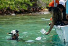 Celebran el Día Mundial de las Playas en Mochima con liberación de caballitos de mar