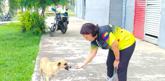 El lenguaje invisible entre los perritos comunitarios y el amor humano