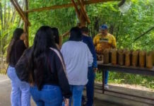 Bambú en Venezuela: El recurso bioalternativo para viviendas sostenibles Bambú en Venezuela
