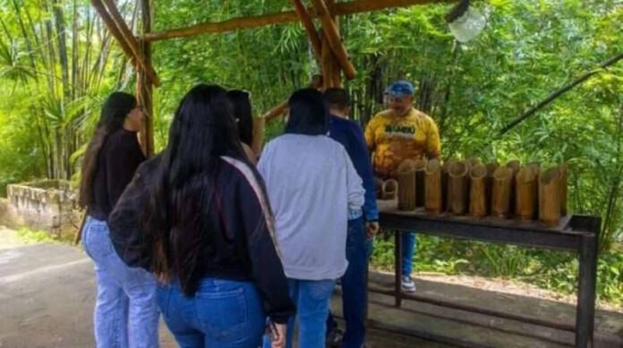 Bambú en Venezuela: El recurso bioalternativo para viviendas sostenibles Bambú en Venezuela