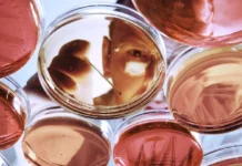 China busca consolidarse como potencia en biomedicina China busca consolidarse como potencia en biomedicina