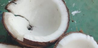Coco-cocos-cocos nucífera 2