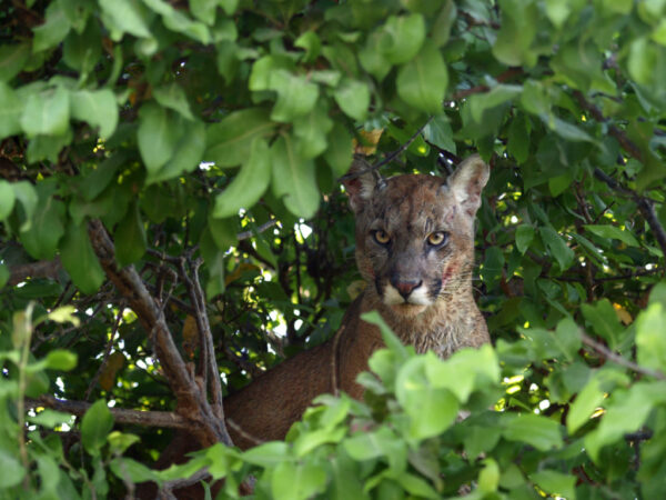 Conservación de Felinos en Venezuela