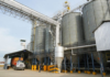Productores de arroz entregan la cosecha del ciclo de invierno Productores de arroz