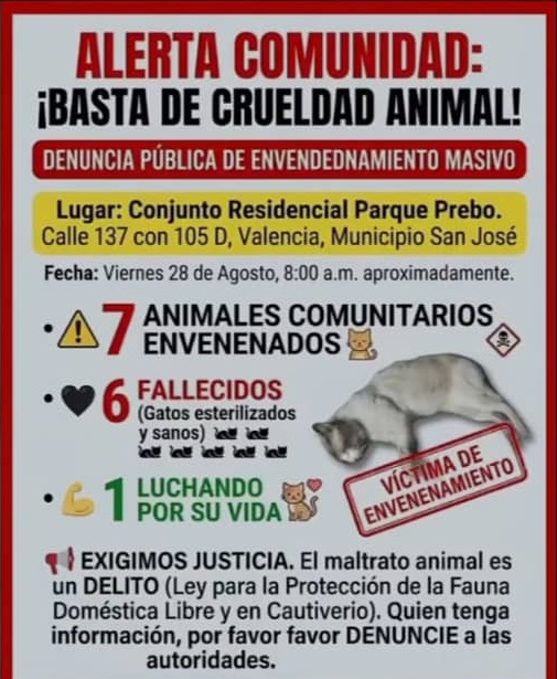 Denuncia de envenenamiento de manada comunitaria de gatos 2 Denuncia de envenenamiento de manada comunitaria de gatos 2