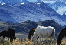 Los náufragos del cemento (el exilio pampeano en Buenos Aires) | Federico Ruiz Tirado La pampa argentina 2