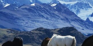 Los náufragos del cemento (el exilio pampeano en Buenos Aires) | Federico Ruiz Tirado La pampa argentina 2
