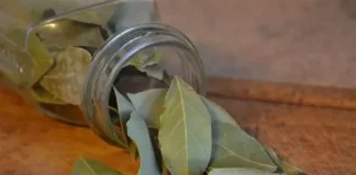 Hojas de laurel secas en casa son un tesoro, así que guárdalas Las hojas de laurel secas