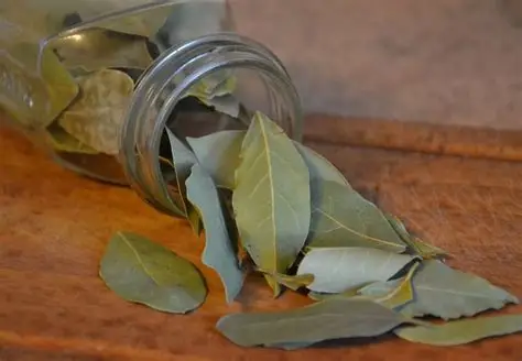 Las hojas de laurel secas