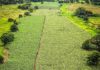 Apure: Producción agrícola del estado se proyecta en alza al cierre del 2026 Producción agrícola en Apure