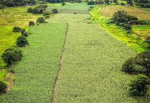 Apure: Producción agrícola del estado se proyecta en alza al cierre del 2026 Producción agrícola en Apure