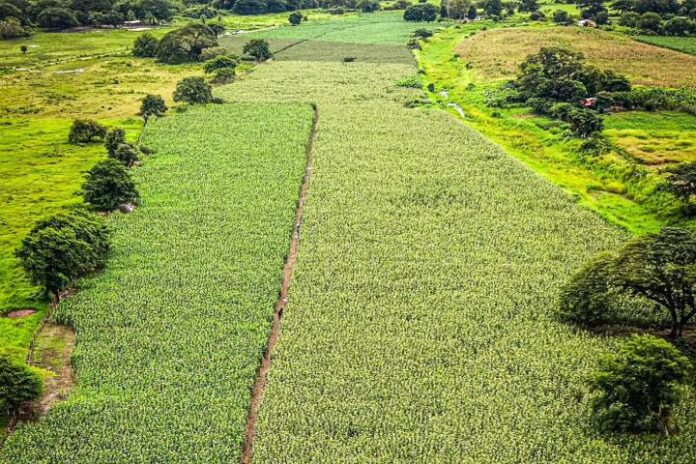 Prodducción agrícola Producción agrícola en Apure