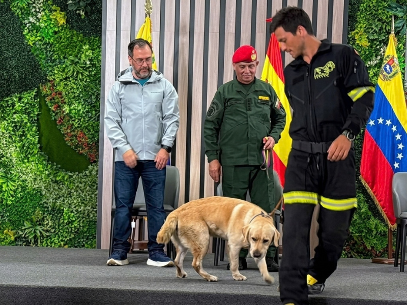 Quino Quino