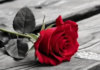 la rosa-Rilke