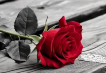 la rosa-Rilke