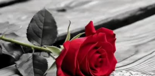 la rosa-Rilke