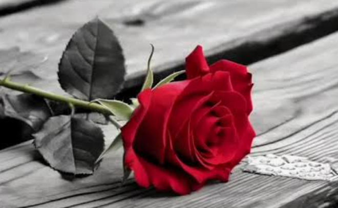 la rosa-Rilke