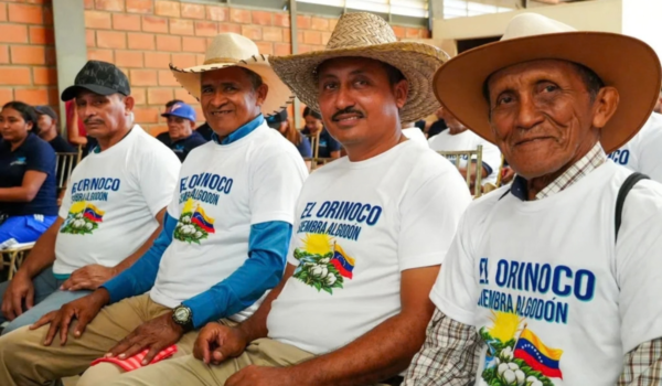 Siembra de algodón