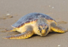 Eclosionan con éxito 86 ejemplares de tortuga Caguama en Bahía de Cata Tortuga Caguama