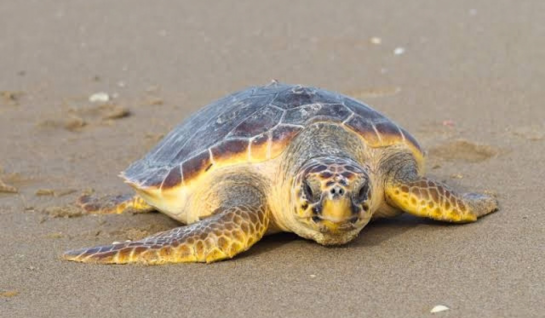 Tortuga Caguama Tortuga Caguama