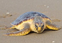 Eclosionan con éxito 86 ejemplares de tortuga Caguama en Bahía de Cata Tortuga Caguama