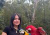 Advierten sobre temporada de vuelo de pichones de guacamayas y piden evitar su captura Vuelo de pichones de guacamayas
